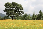 한국도자재단, 곤지암도자공원 참나무 아래 만개한 황금빛 ‘황화 코스모스’ 보러오세요!