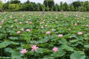 경기도 지방 정원 제1호 양평 ‘세미원’에서 7월 1일부터 연꽃문화제 개최