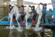 경기도, 빙어 자원 회복 등을 위해 부화 어린 물고기 140만 마리 방류