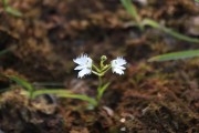 수원 일월수목원에 옮겨심은 멸종위기 희귀식물 ‘해오라비난초’, 처음으로 개화